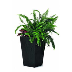 Ghiveci de gradina, imitatie ratan antracit, fara farfurie, Keter, pentru gradina terasa balcon interior, polipropilena, perete dublu, dreptunghiular, 23.6L